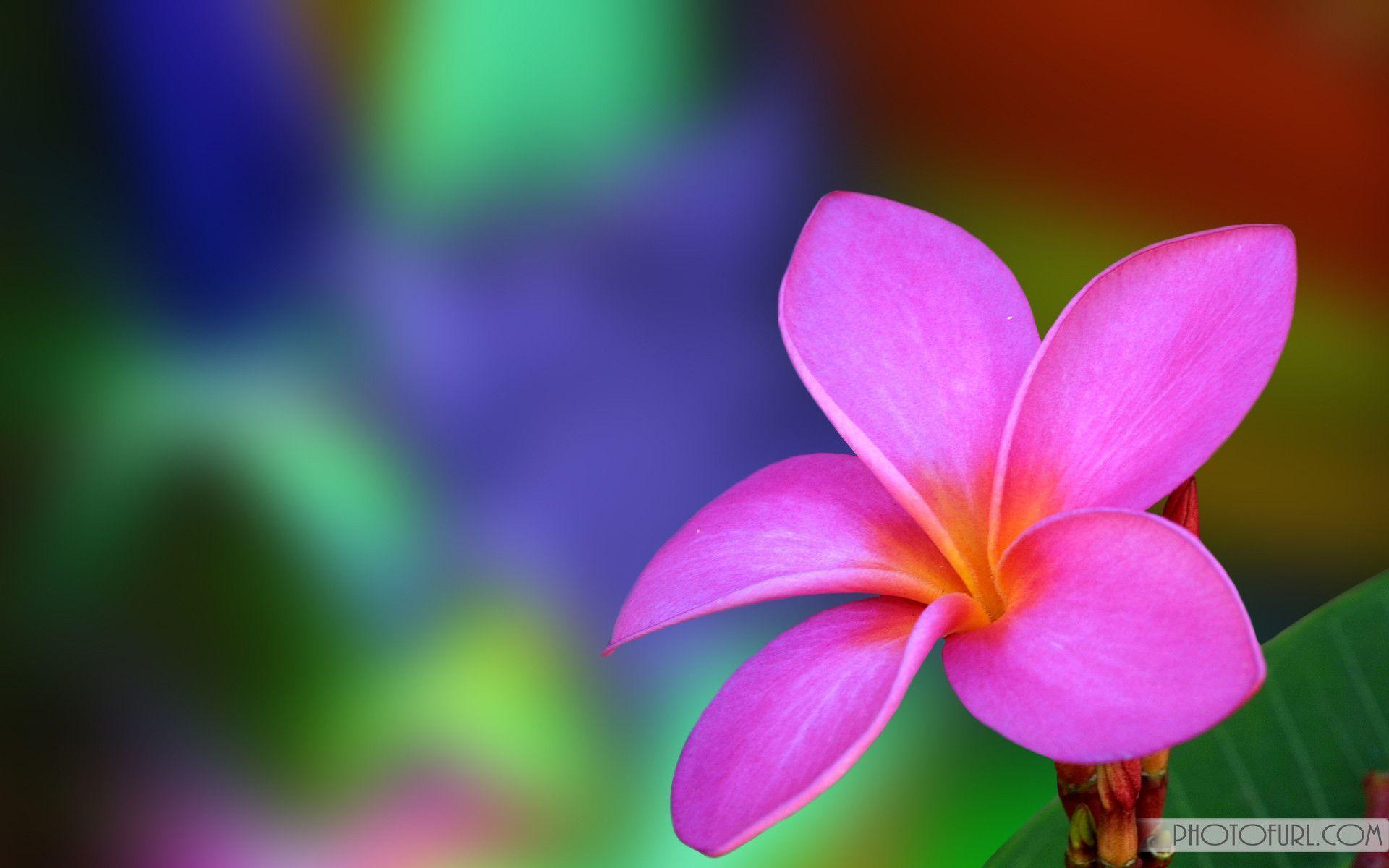 Flower Screen Background