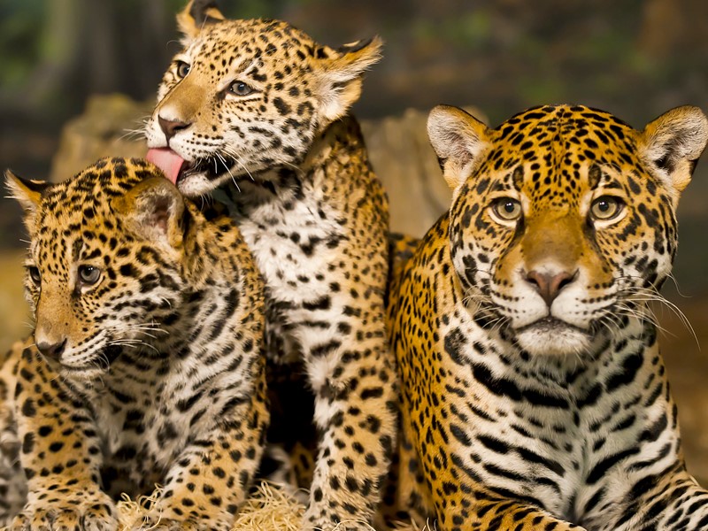 Jaguar El M S Fuerte De La Tierra Holatelcel