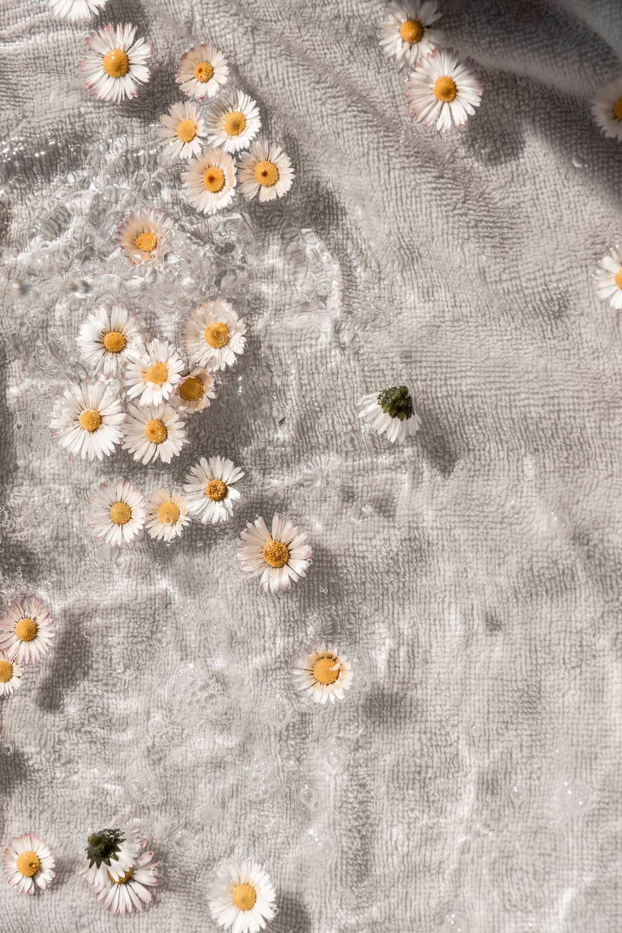 Daisy Aesthetic Computer Light Wallpaper