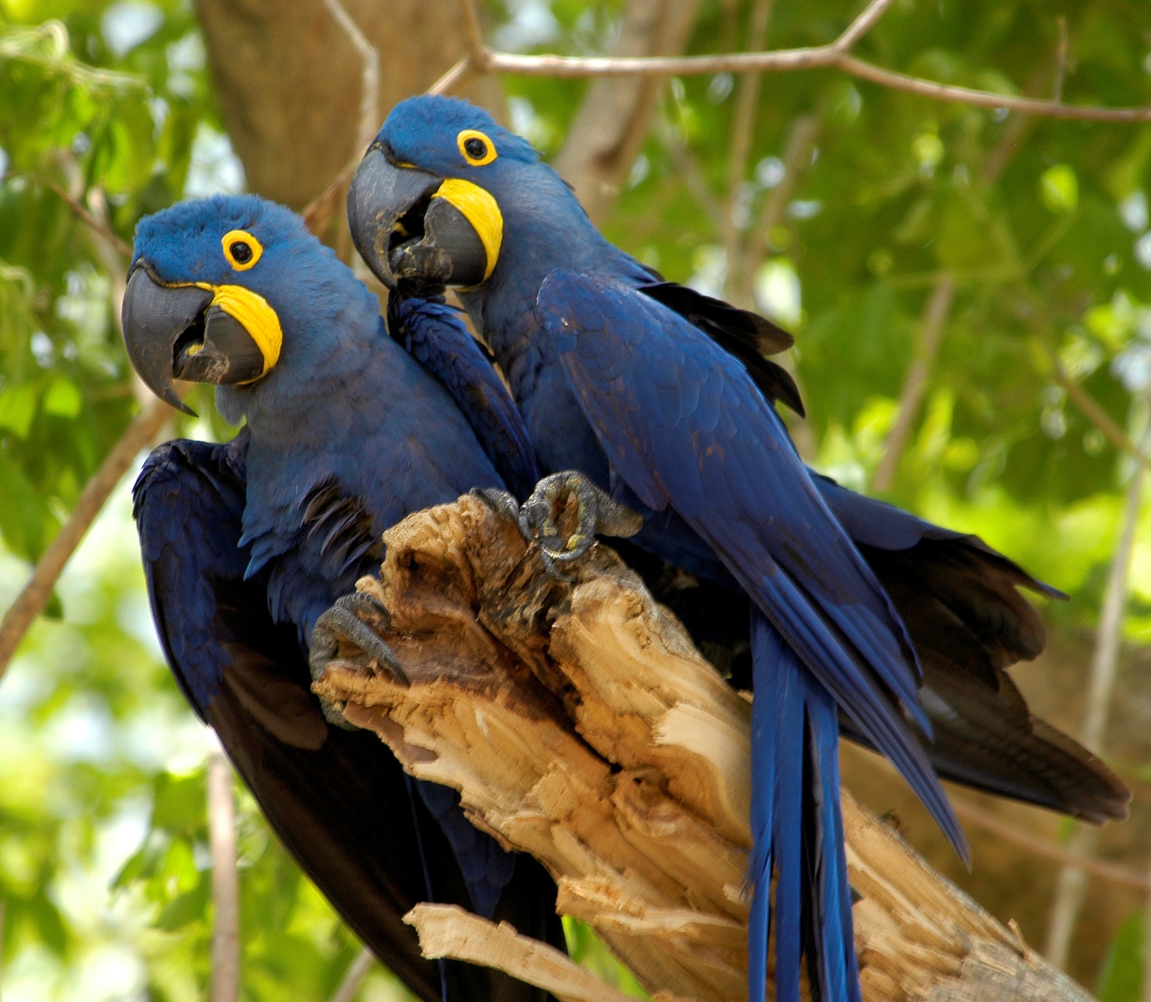 catsparrots and butterflies images Hyacinth Macaw HD wallpaper