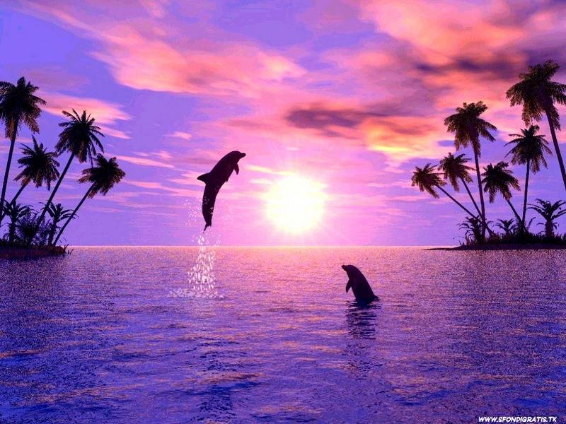 Beach At Sunset With Dolphins