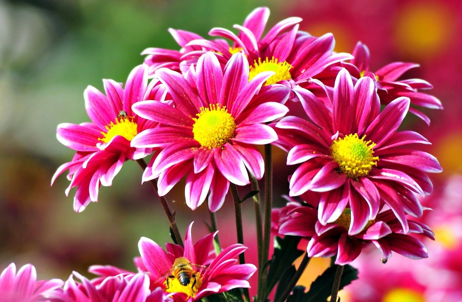 Enak Dengan Gambar Wallpaper Bunga Tulip