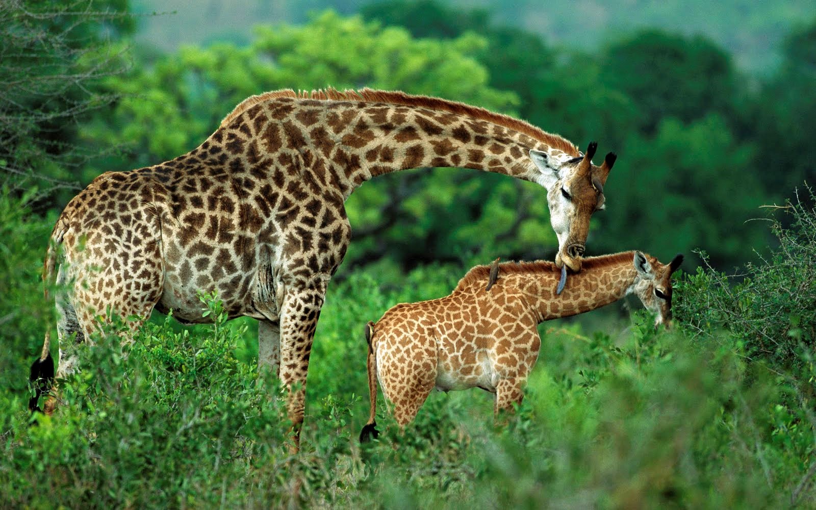 Animal Giraffe With Their Child Wallpaper HD