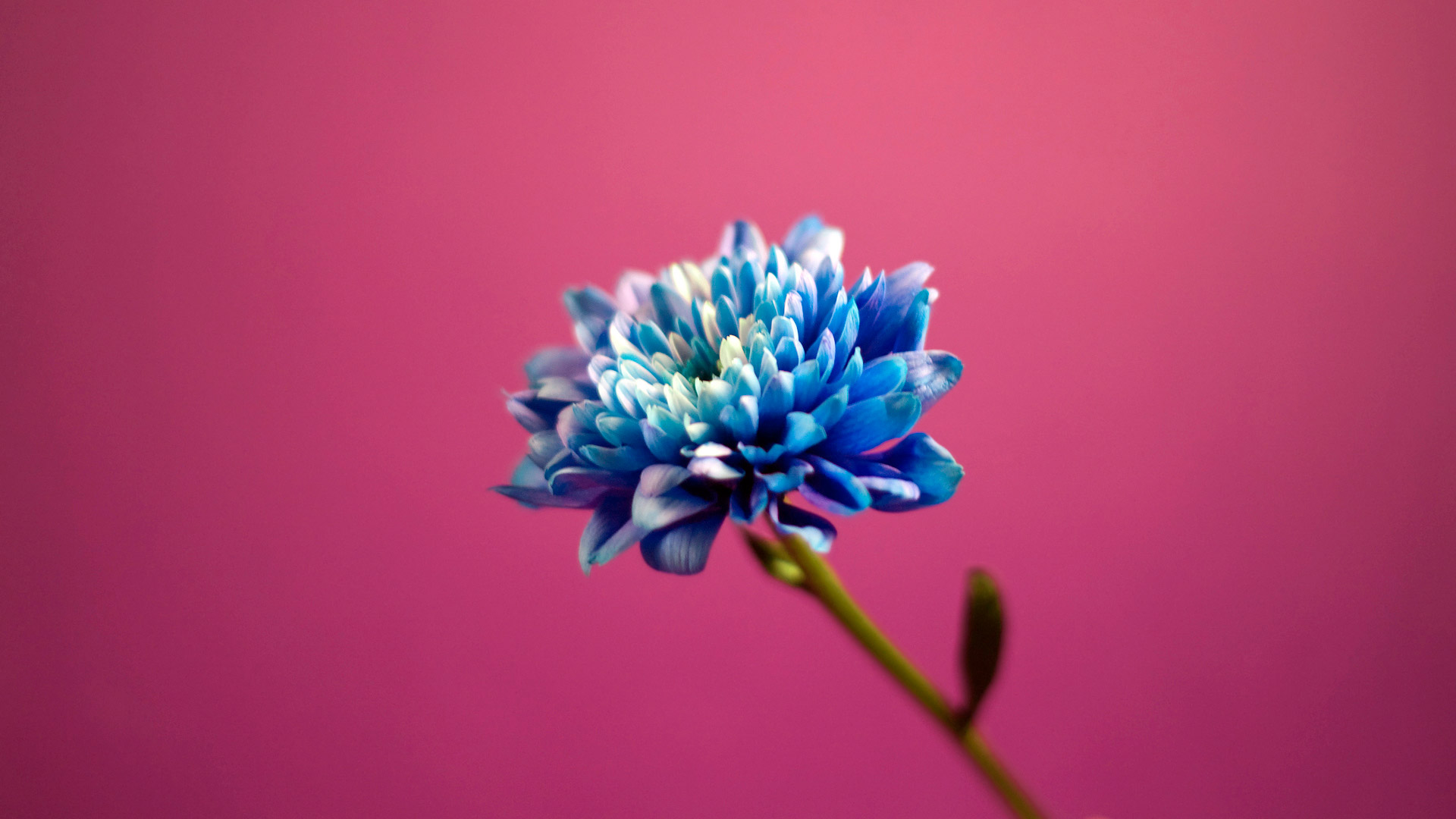 Blue In Pink Background Wallpaper HD