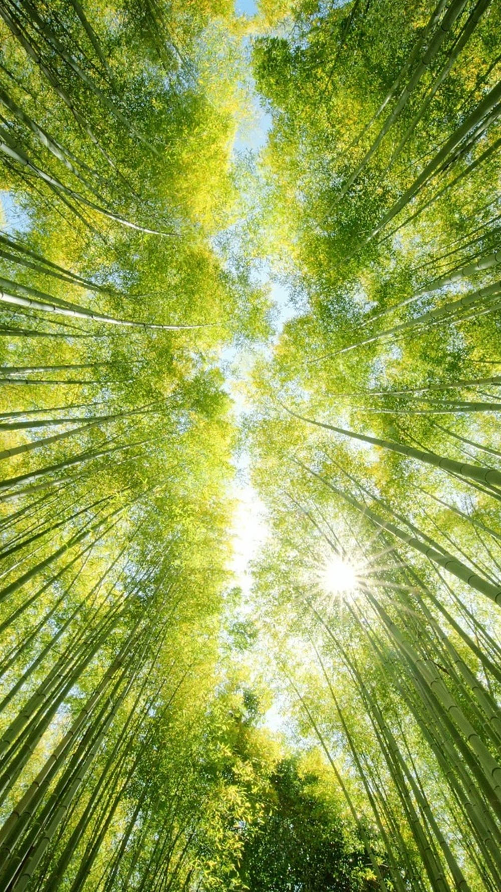 Bamboo iPhone Wallpaper