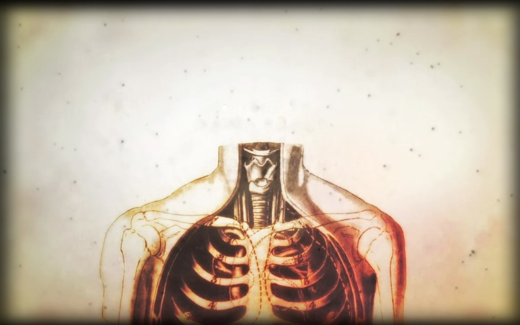 anatomy human body House M D  wallpaper background