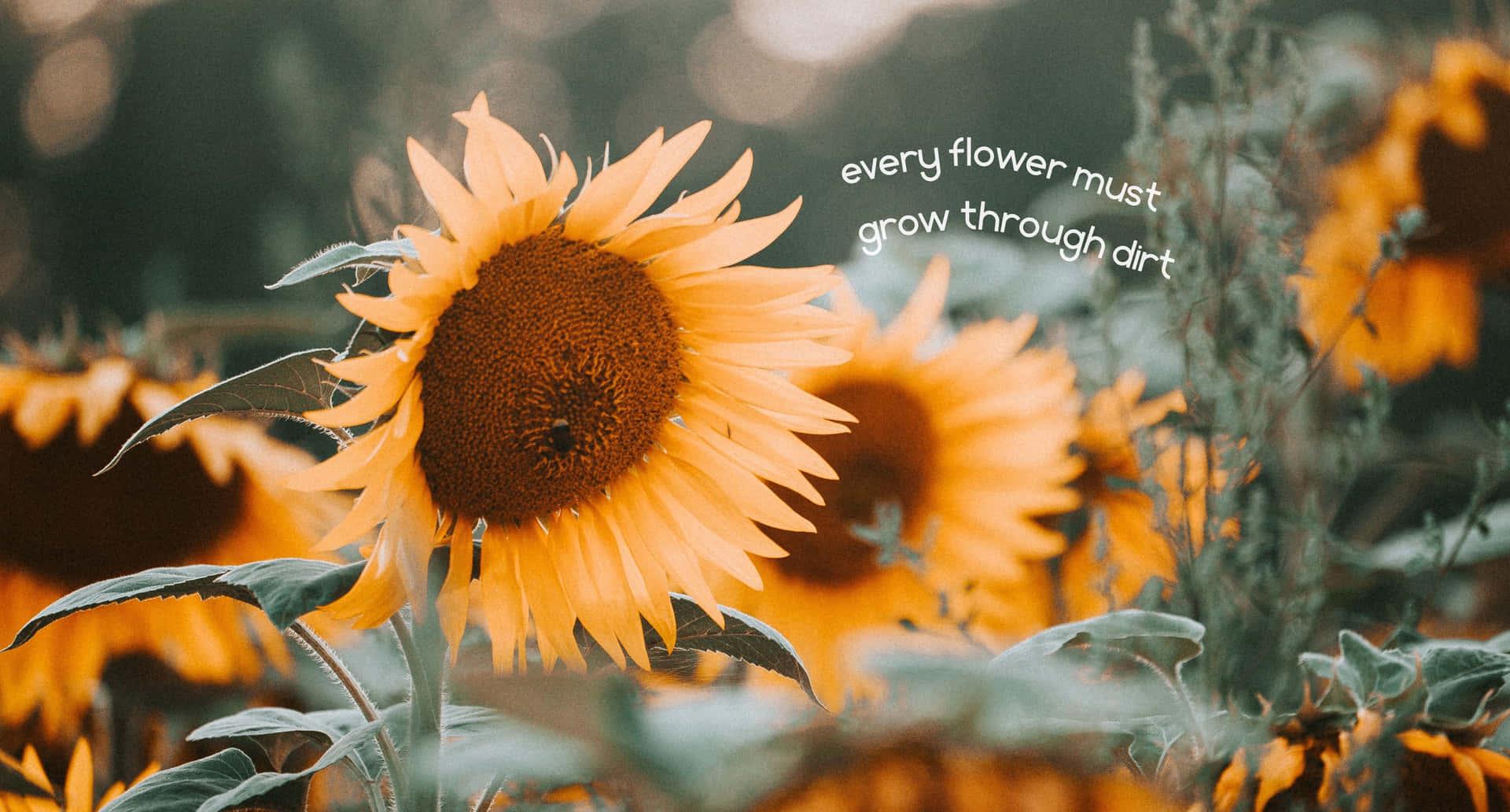 Sunflower Quotes Wallpaper