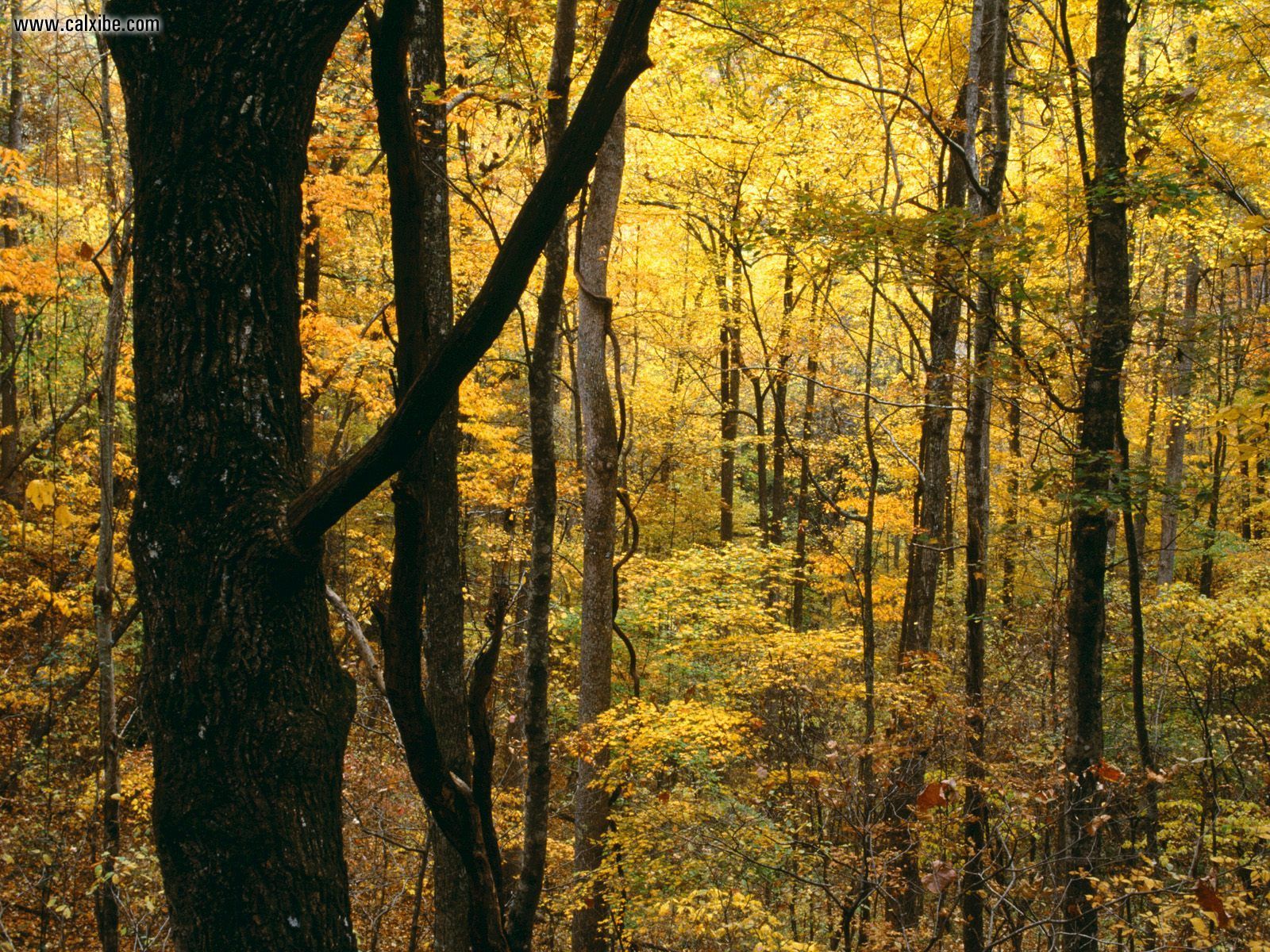 Autumn Forest Great Smoky Mountains National Park Tennessee In