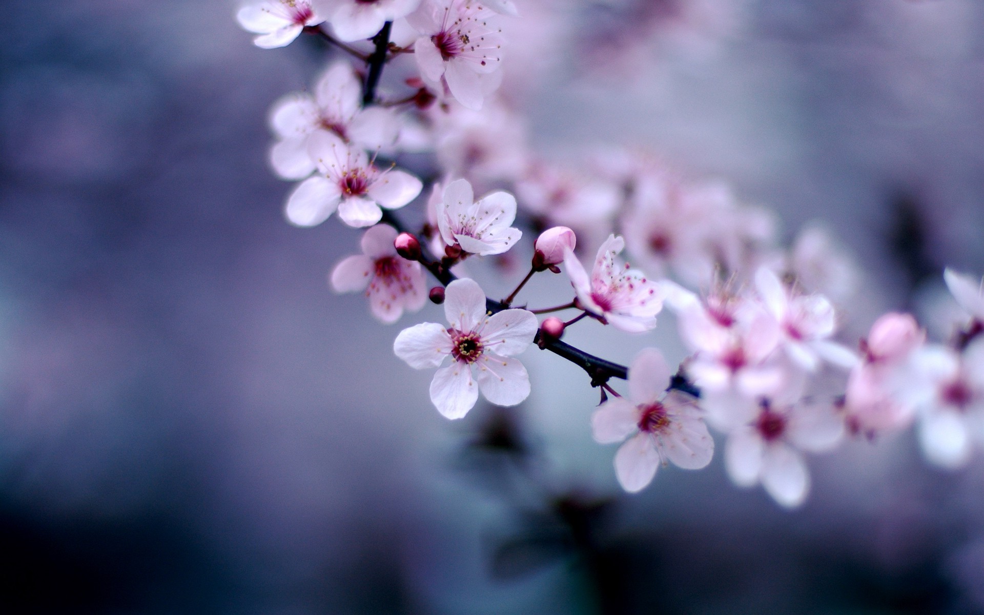Flowers 1440p Resolution HD 4k Wallpaper Image Photos And Picture