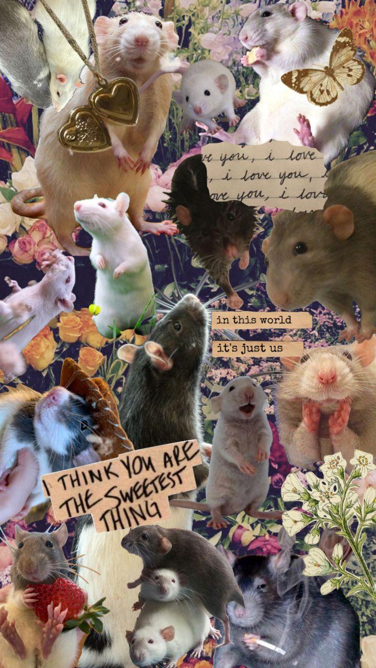 Check out enomanleys Shuffles Rats Cute wallpapers Iphone
