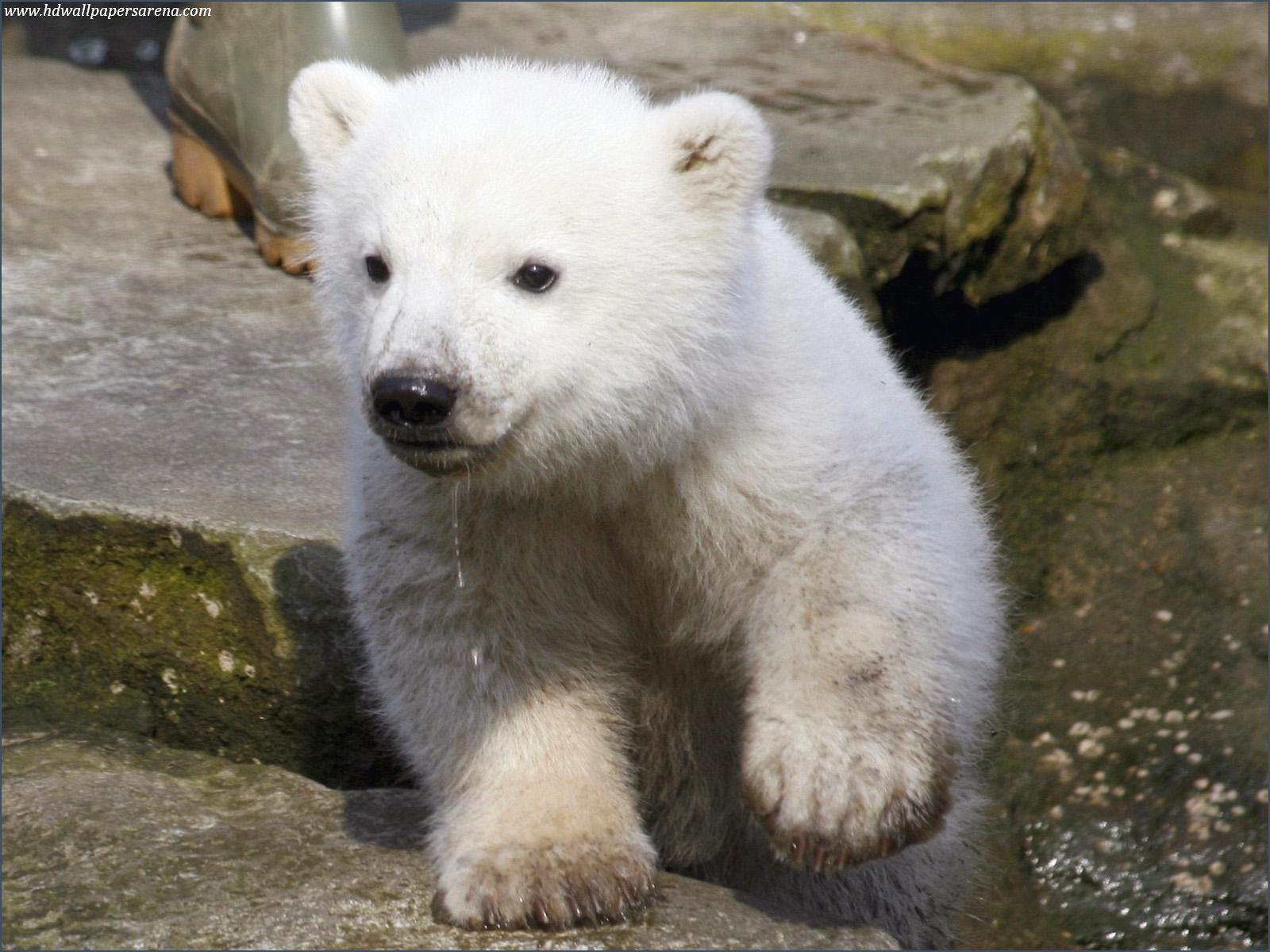 Polar Bear Puter Background Screensavers