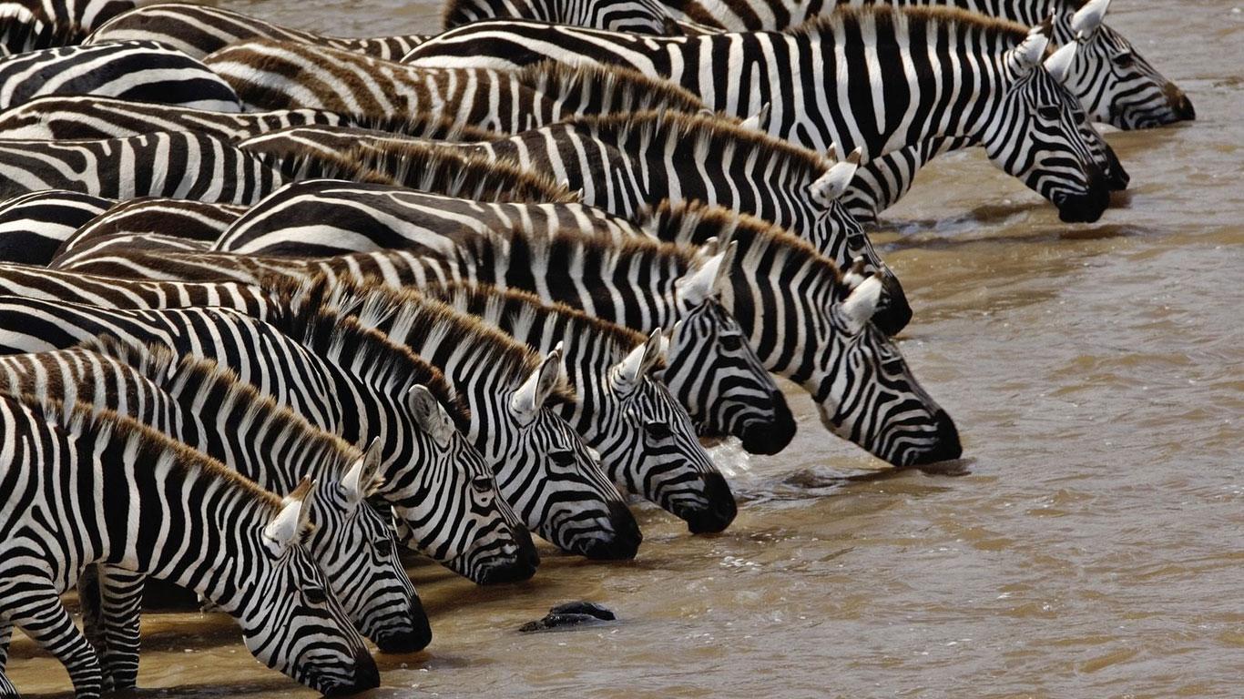 Rmation On Watering Zebras