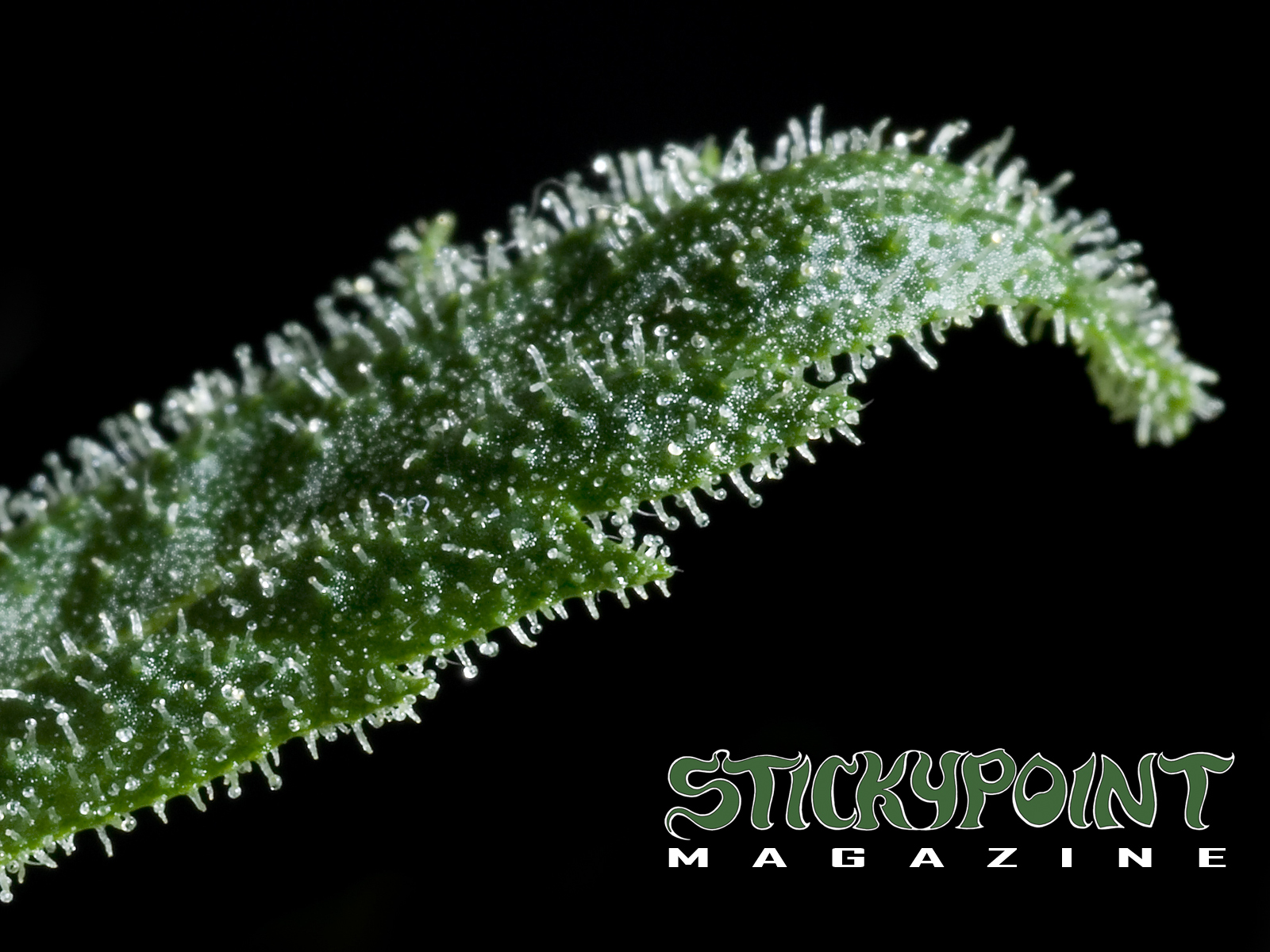 Cannabis Wallpaper Stickypoint Magazine