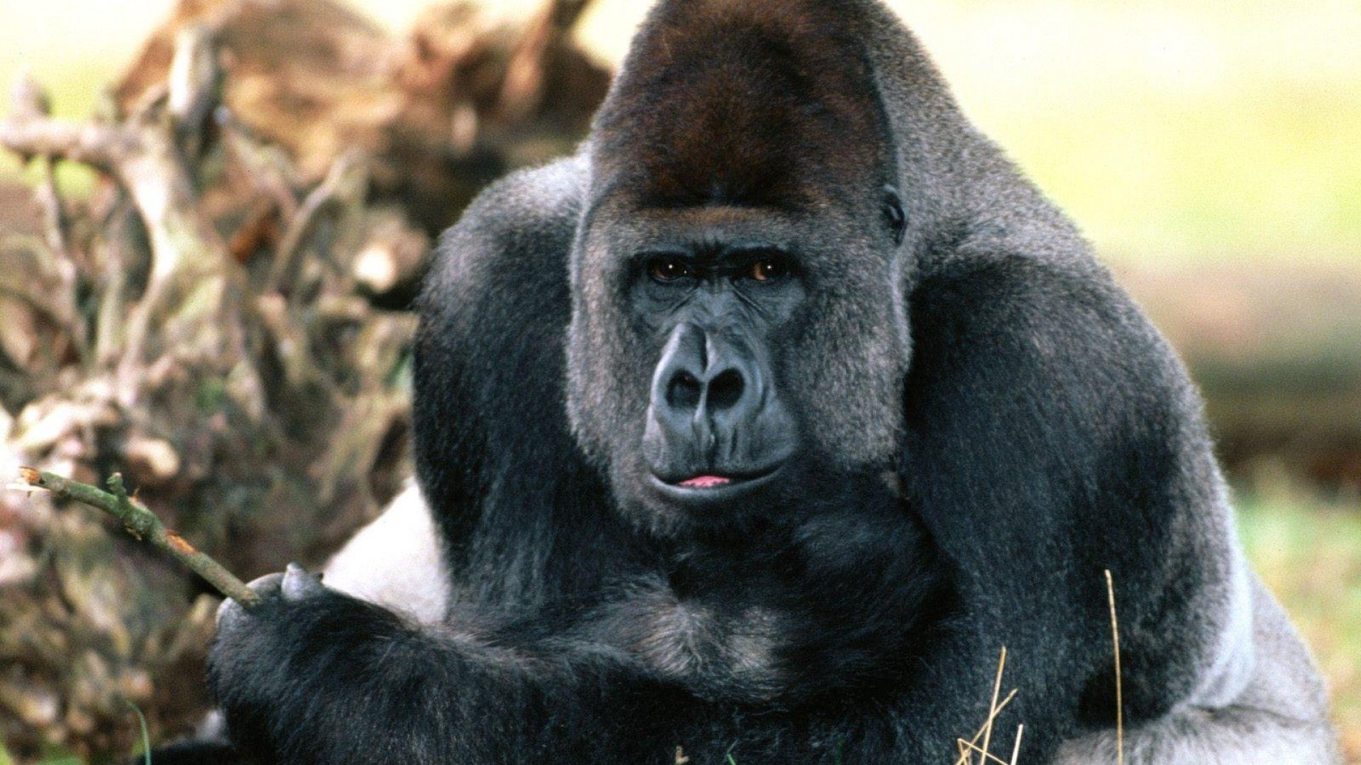 Gorilla Ultra HD 4k Desktop Wallpaper With Image