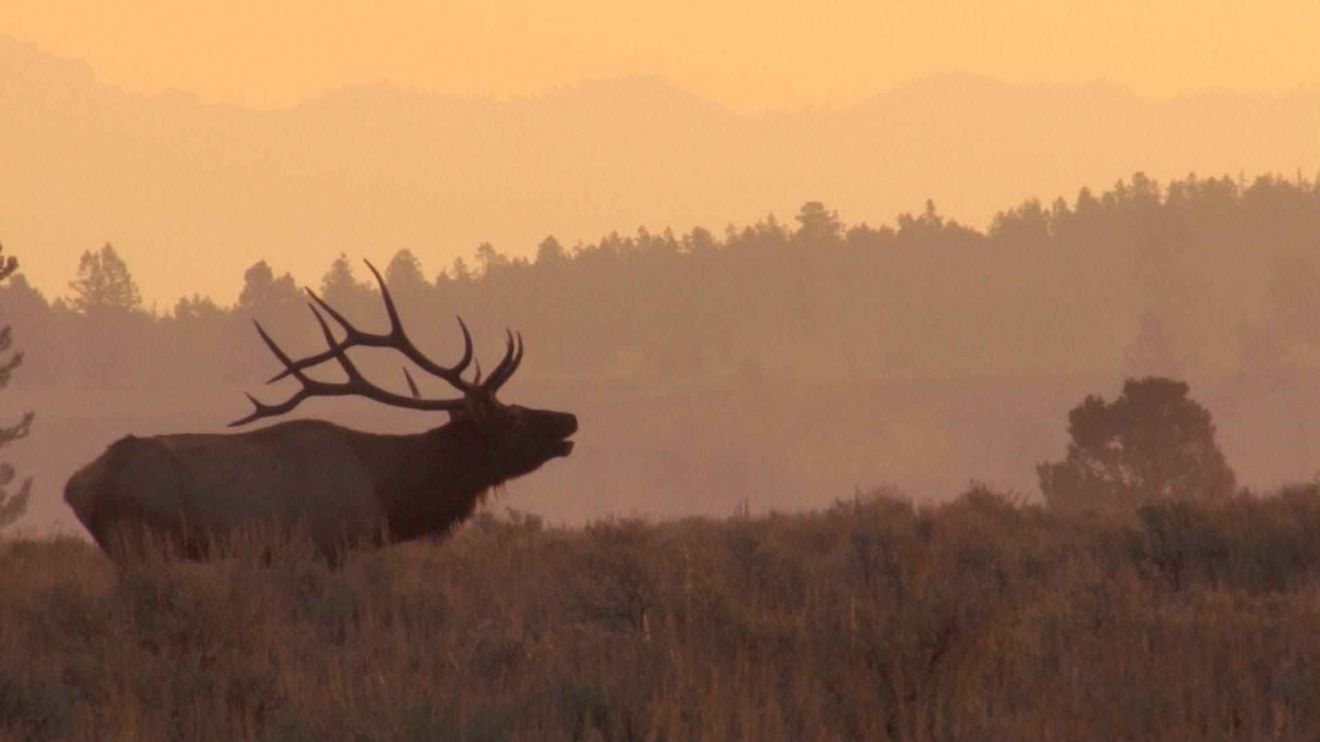 Awesome Bull Elk Bugles At Sunrise