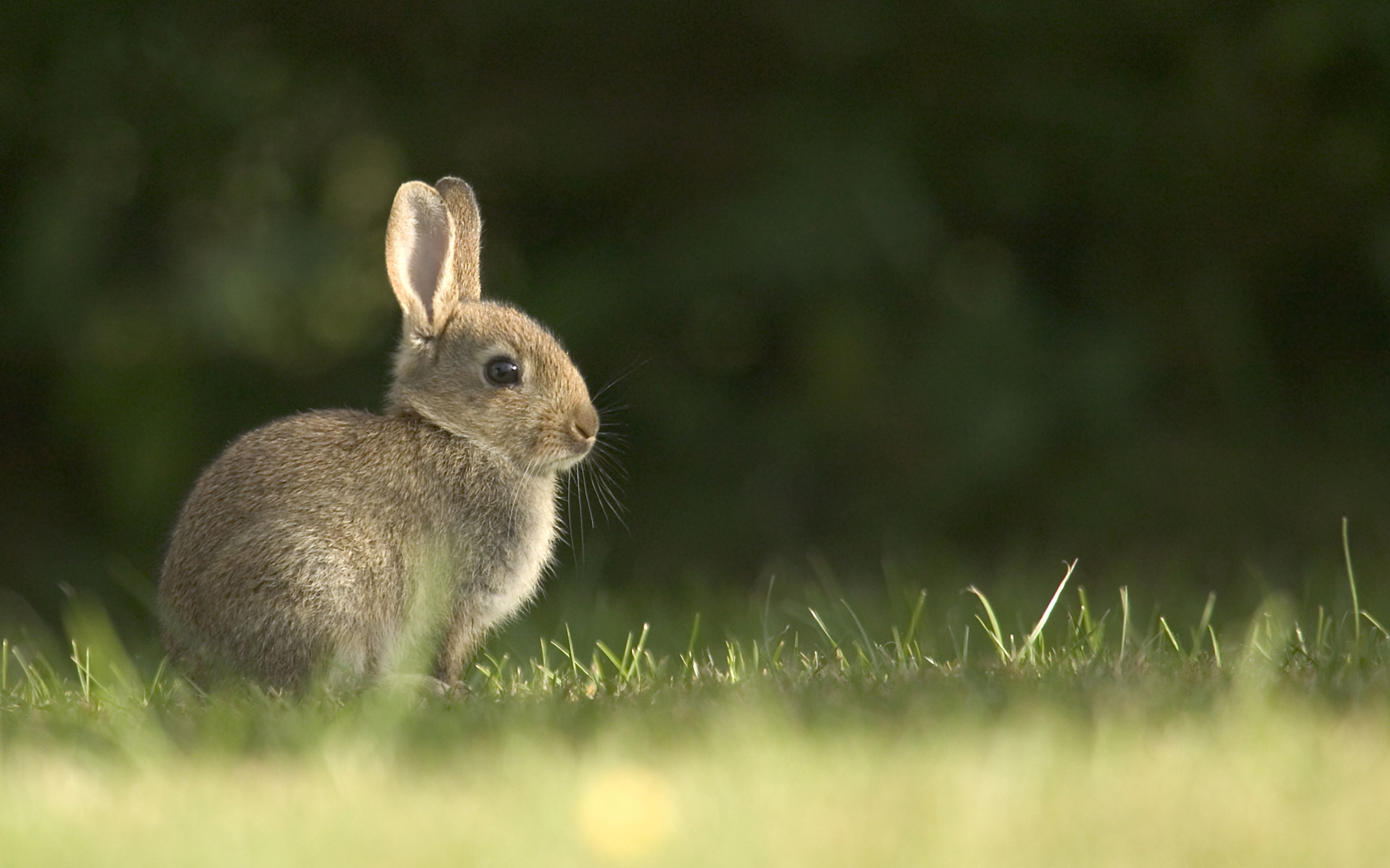 Rabbit Wallpaper Photography Hd Cool Walldiskpaper