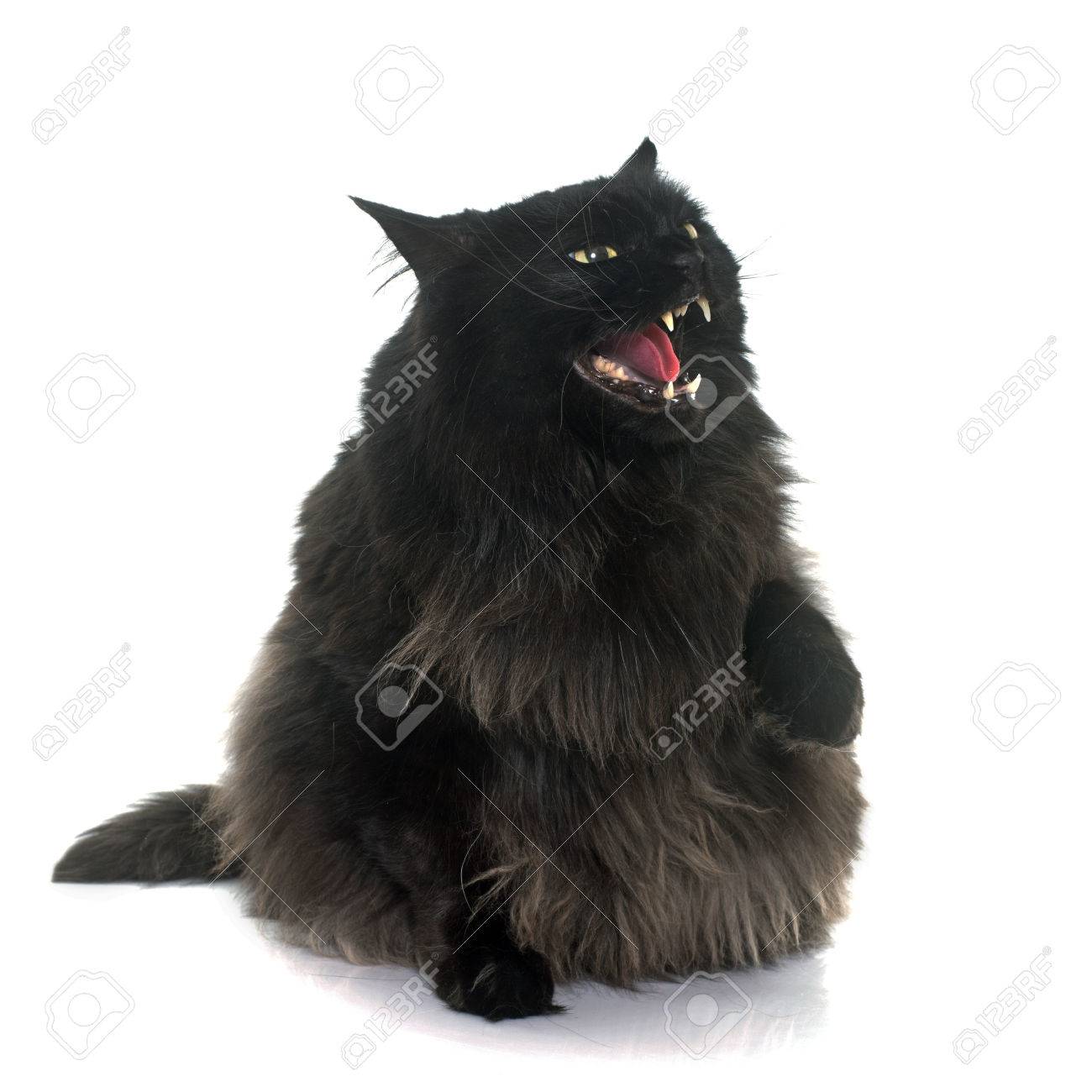 Angry Black Cat In Front Of White Background Stock Photo Picture