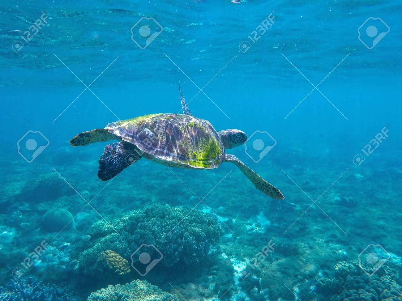 Sea Turtle In Blue Water Green Sea Turtle Seeking For Food In