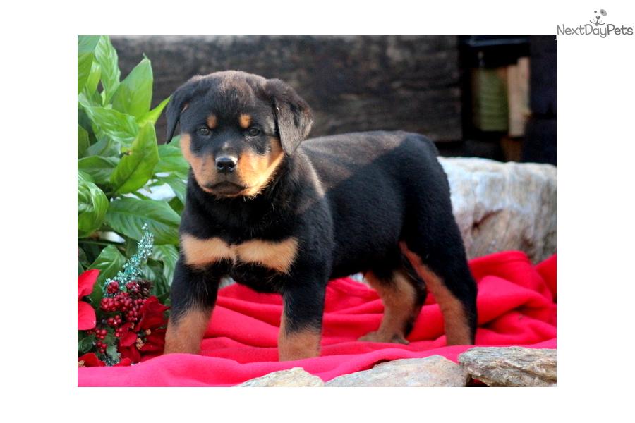 With Rottweiler Puppy Dog Picture Cute And Funny Pet Wallpaper