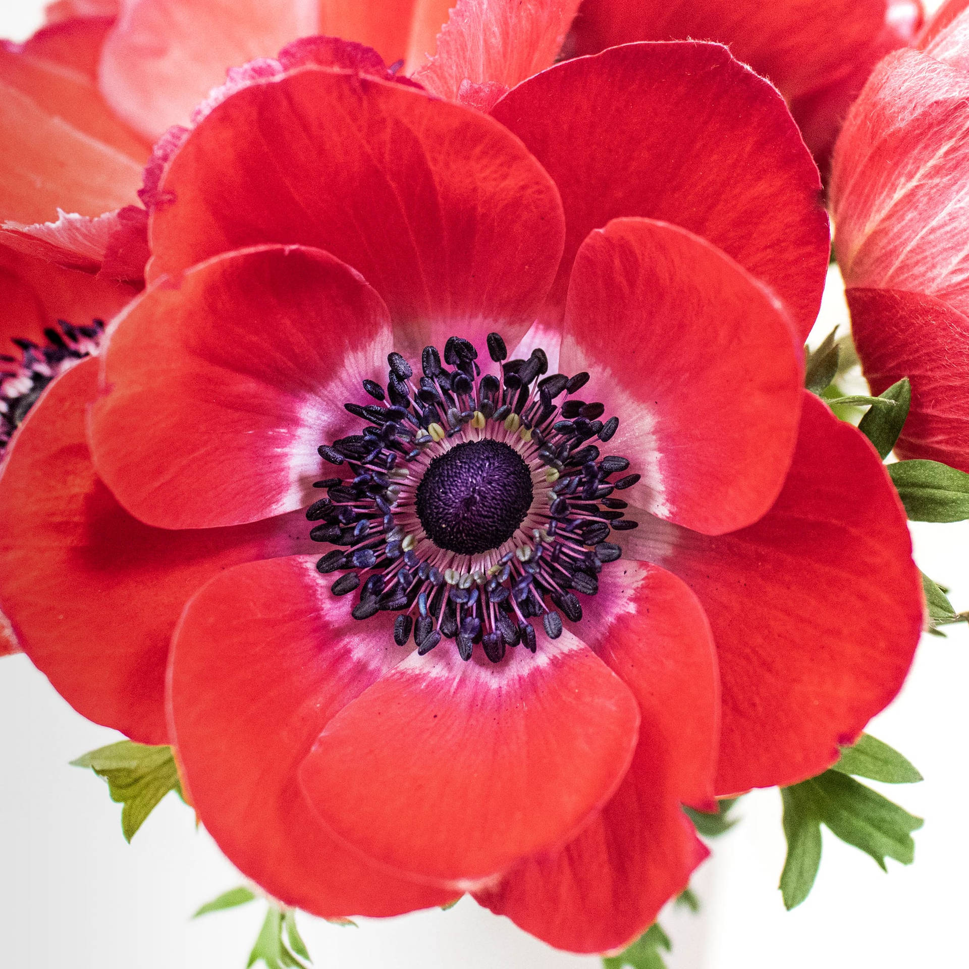 Anemone Flower Wallpaper