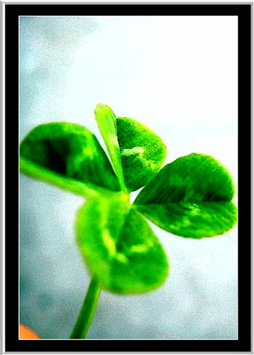 St Patricks Day iPhone Wallpaper Flickr   Photo Sharing 358x500