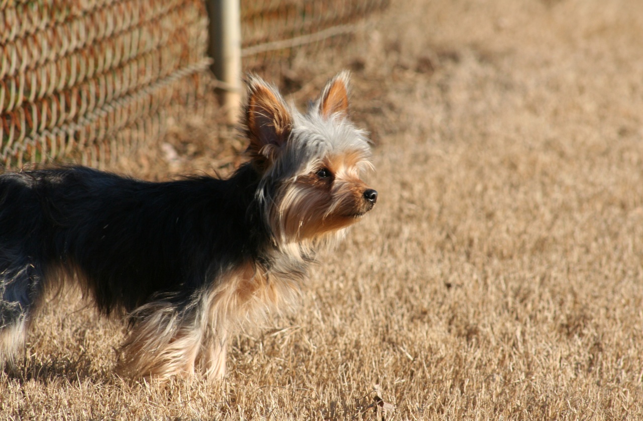 Yorkie Wallpaper