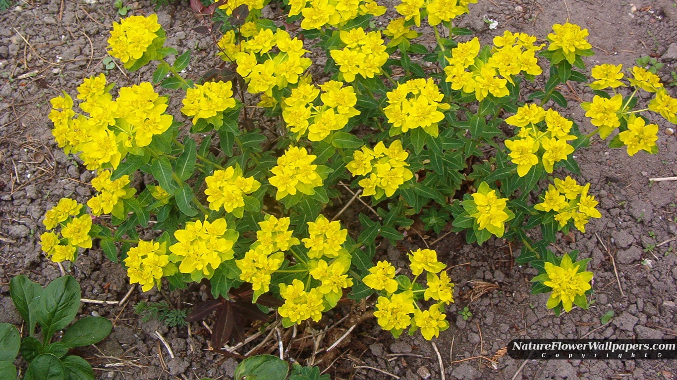 Yellow Flowers Wallpaper Resolution