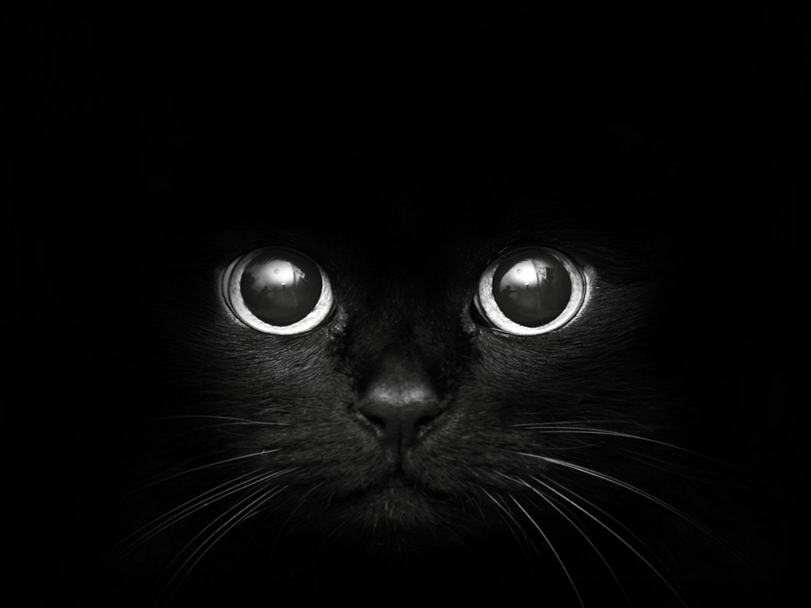 Black Eyes Wallpaper