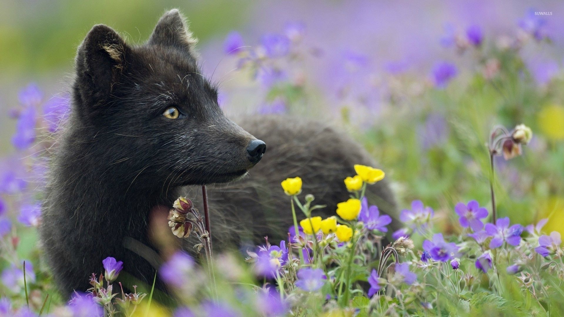 Black Fox Wallpaper Animal