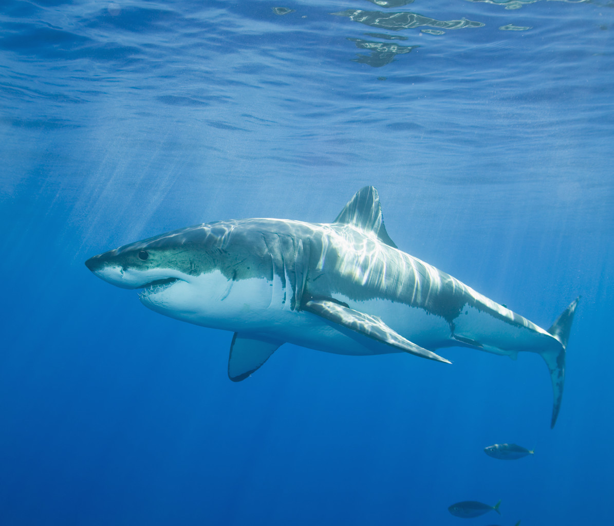  2004 Mexico Great White Shark Image by Royalty FreeCorbis 1195x1024