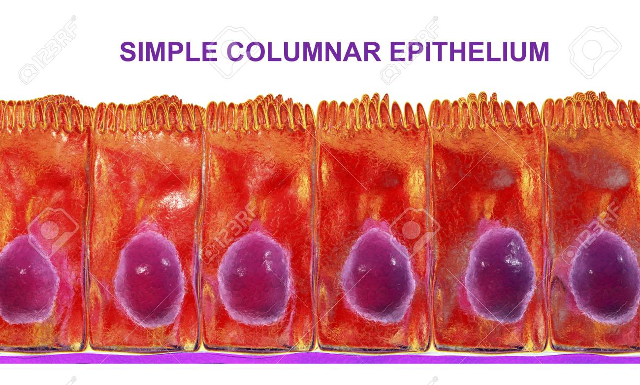 Simple Columnar Epithelium 3d Illustration Histology Background