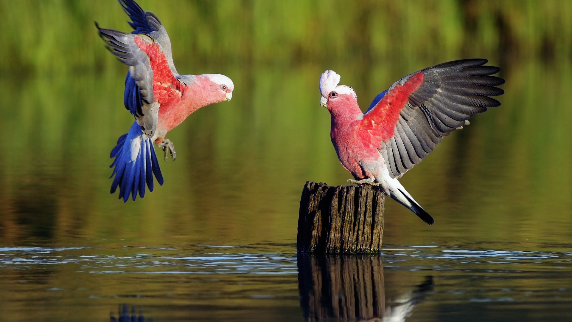 Parrot Wallpaper