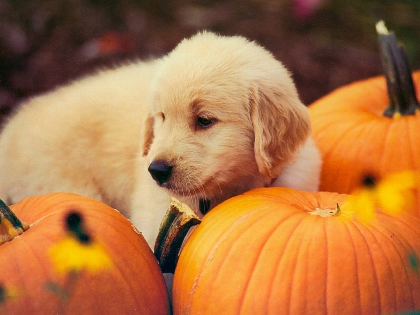 Dog And Pumpkin X Close