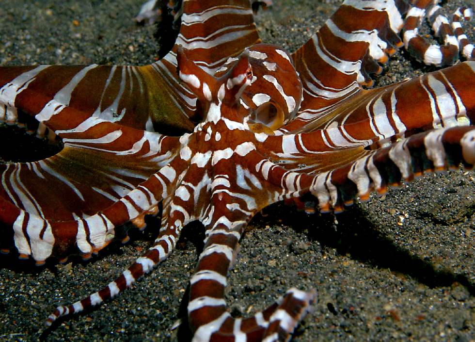 Mimic Octopus Pictures And Wallpaper Pets Cute Docile