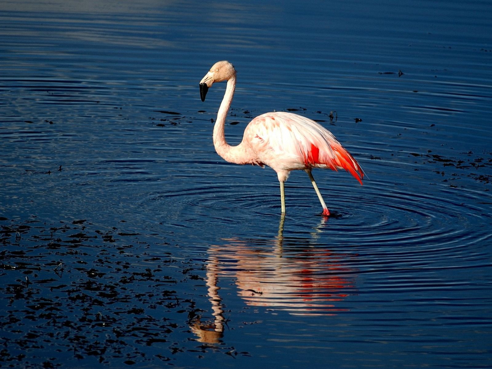 Flamingo Wallpaper Pictures