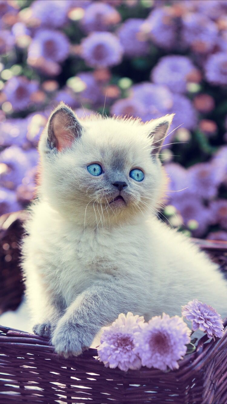 Cute Kitten Wallpaper For Your iPhone From Everpix