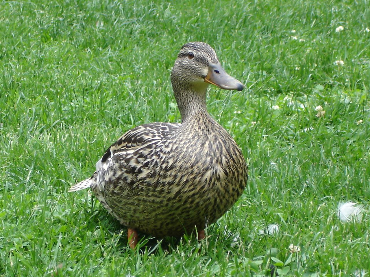 Duck Wallpaper Image And Animals Pictures