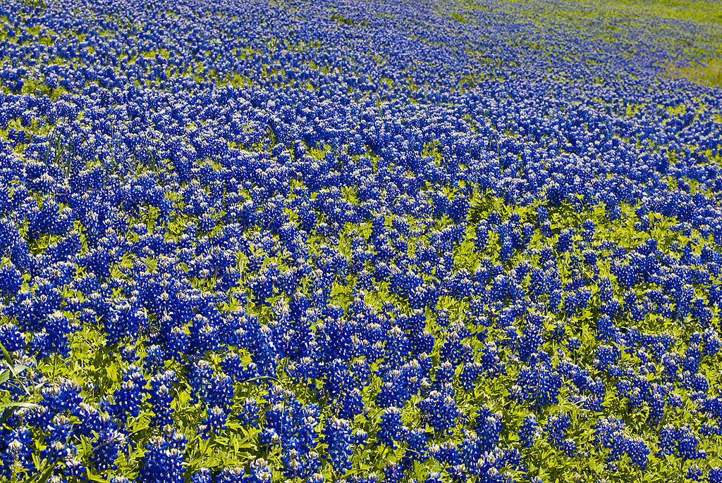 Texas Bluebon A Photo On Iver