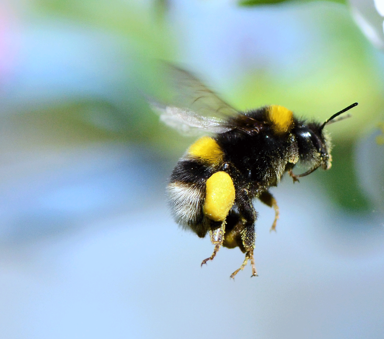 Research Can Bumblebees Really Fly Apis