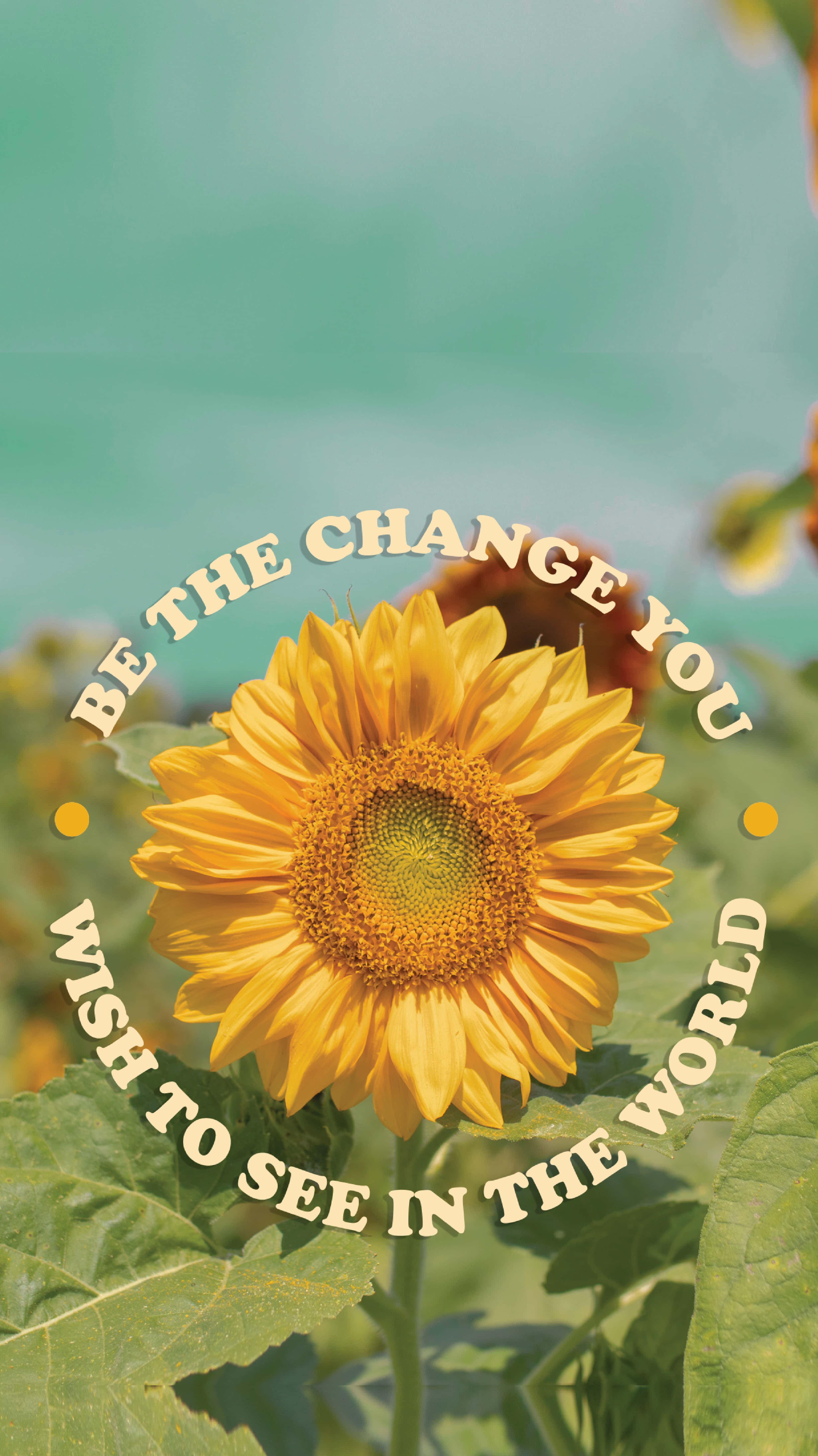 Sunflower Aesthetic iPhone Wallpaper