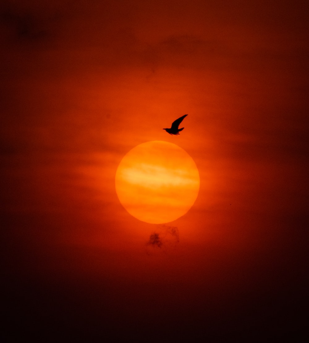 30k Red Sun Pictures Download Images on Unsplash 1000x1111