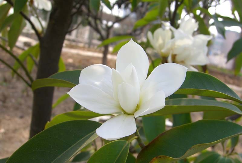 Flowers Pictures Wallpaper Magnolia Flower