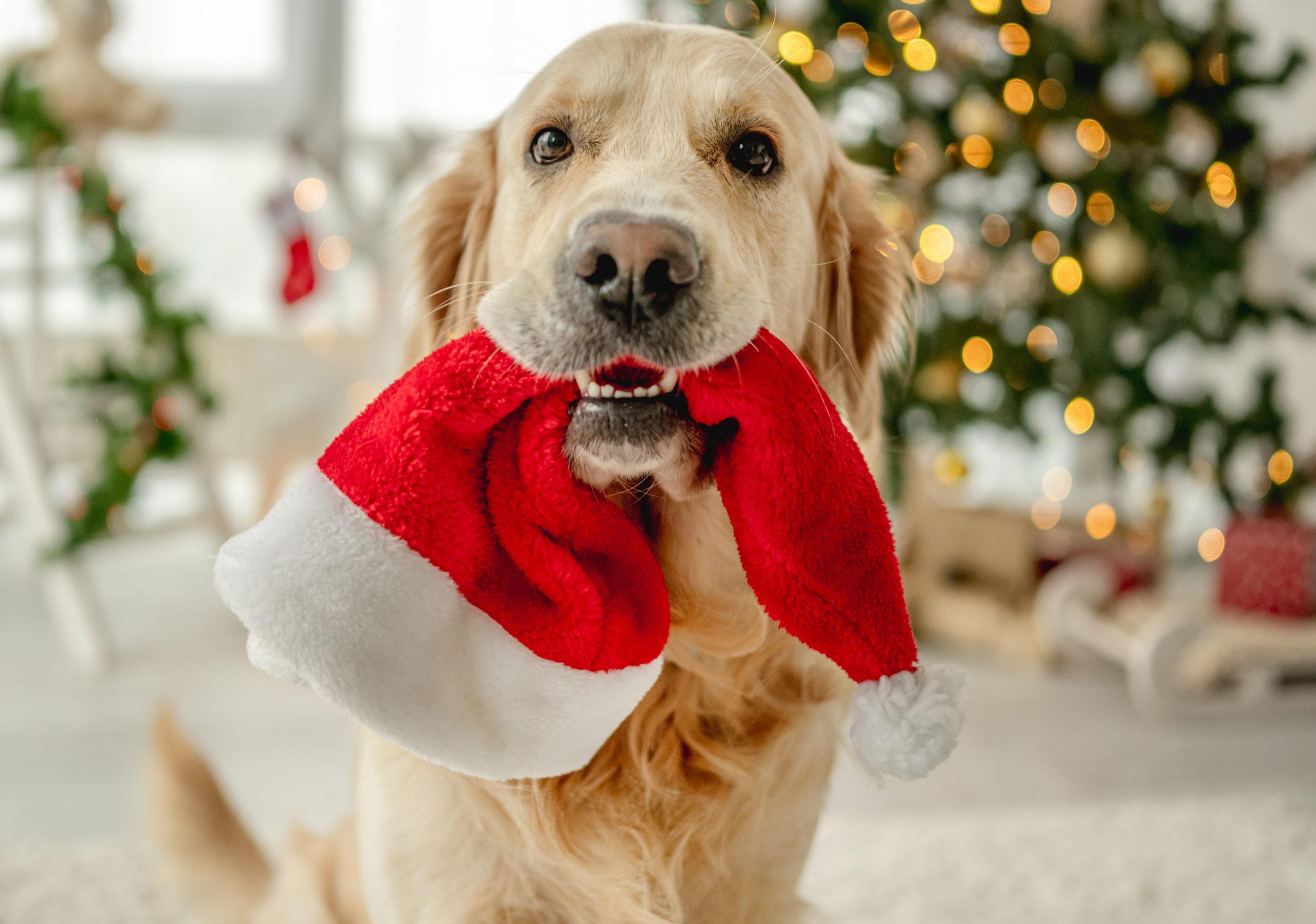 Tips For Keeping Your Dog Safe During The Holidays Breakthrough