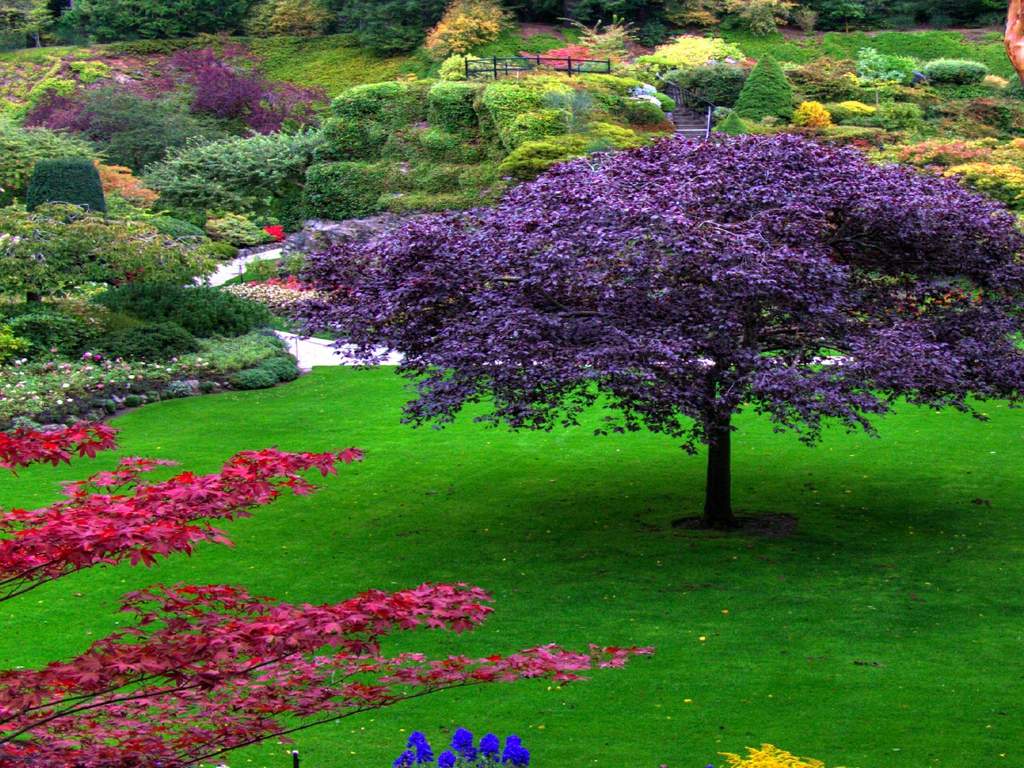 Beauty Of Garden