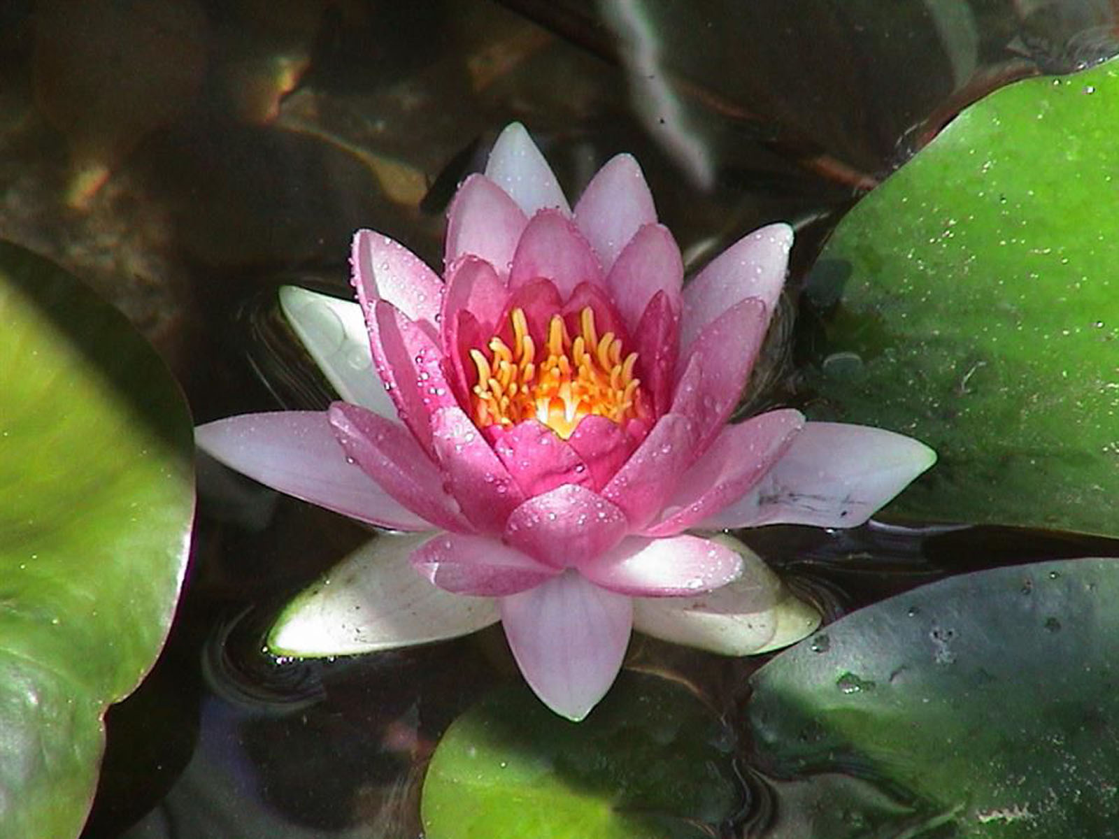 wallpapers Water Lily Wallpapers