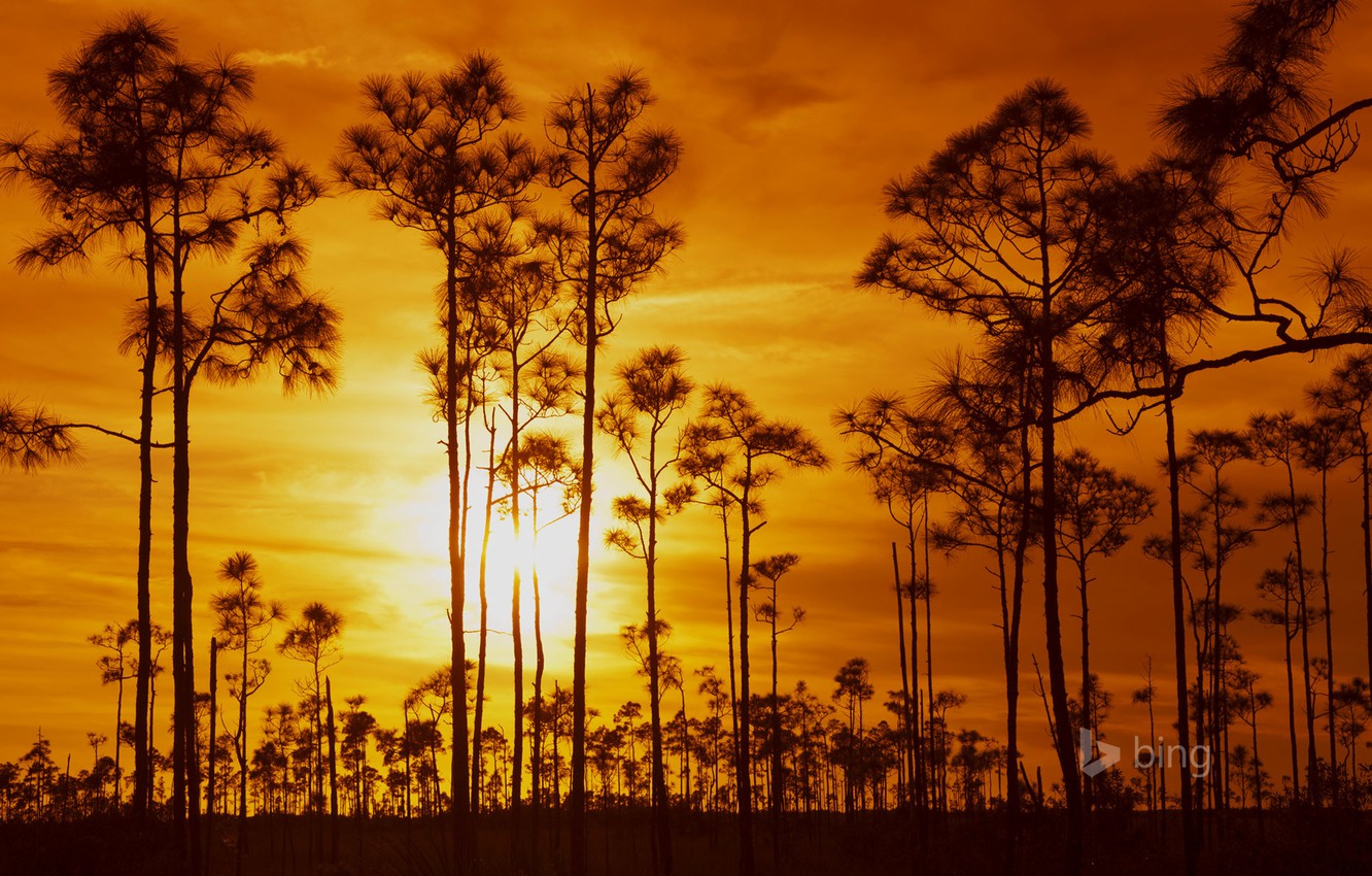 Wallpaper The Sky Clouds Trees Sunset Fl Usa Everglades