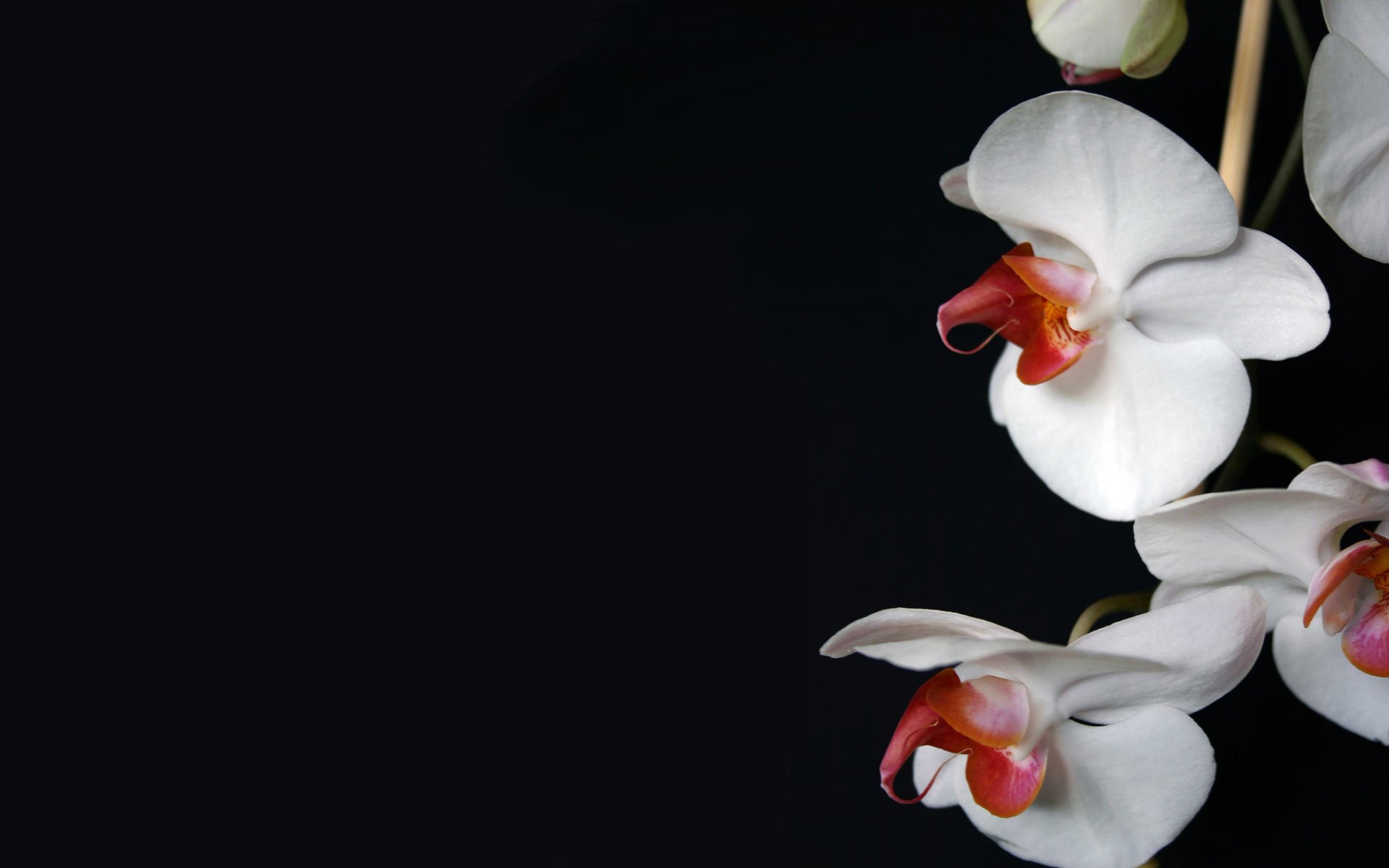 flowers white wallpaper nature pictures background orchid