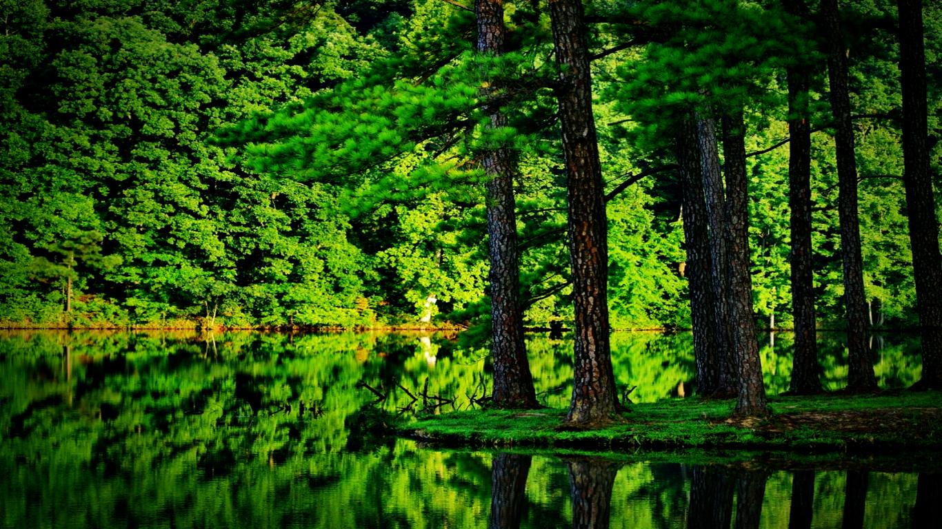 Green Forest Image HDwpro