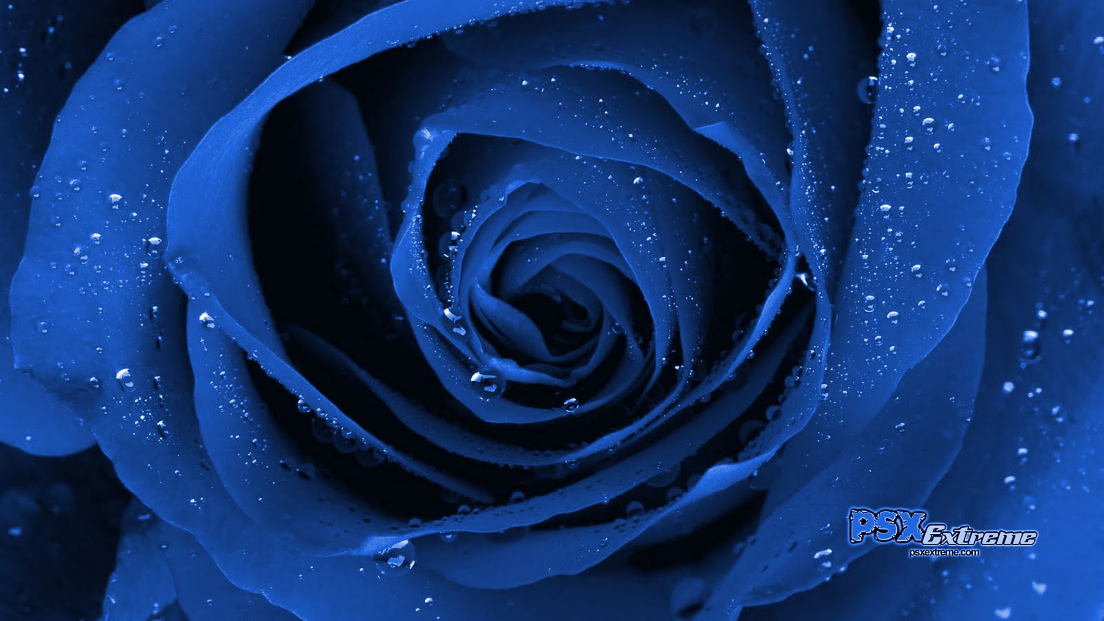 Rose Wallpaper Blue Hd