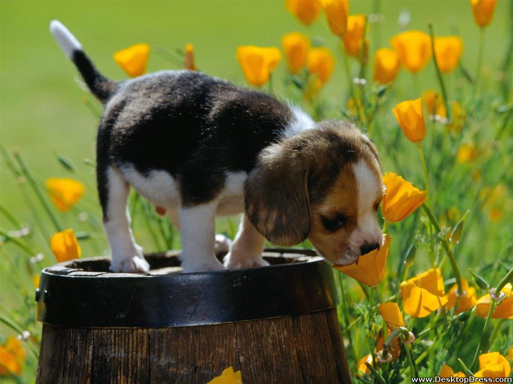 Desktop Wallpaper Animals Background Spring Scents Beagle
